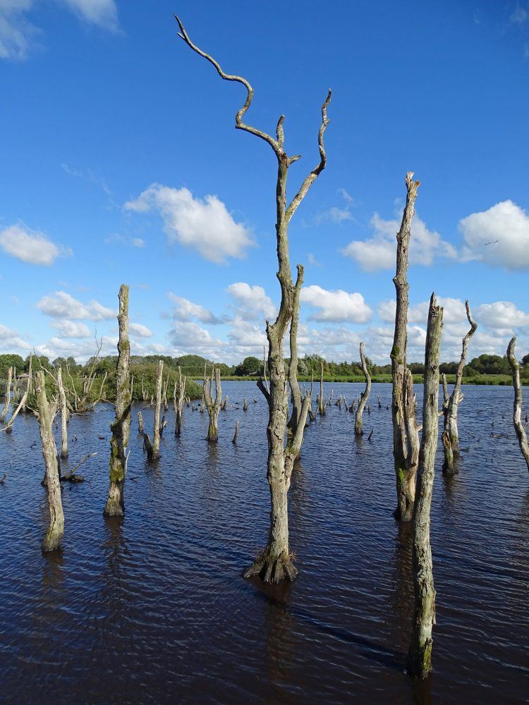 NP De Alde Feanen